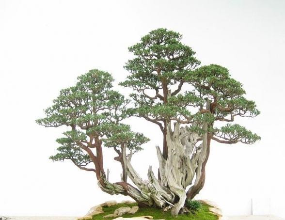 关键在这"9步", 成型的丛林盆景, 盆盆精品, 价格万元以上