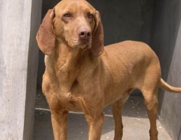 寻血猎犬外表看起来凶猛其实非常友善