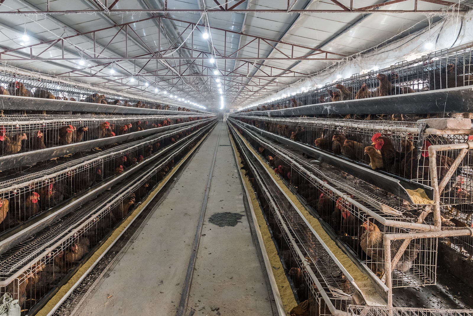 一个人养1.2万肉鸡,一年纯赚50万元,非常轻松