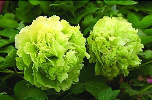 绿野仙踪|牡丹|蜡梅_新浪新闻