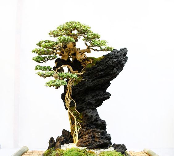 盆景欣赏:石头与树的巧妙构思,妙趣横生