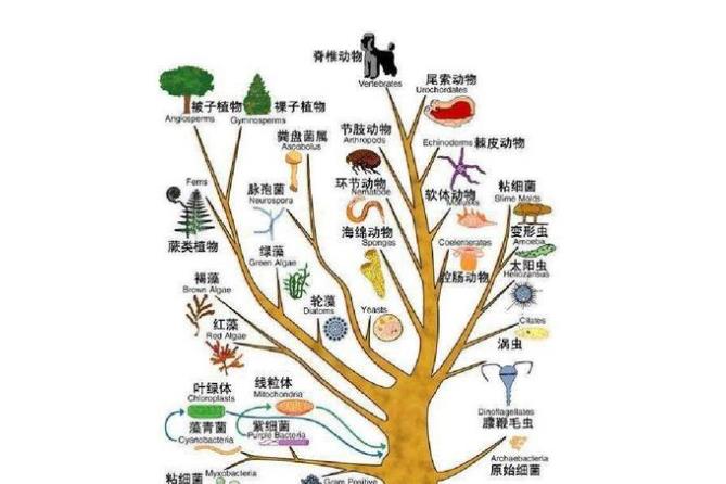 人类与香蕉的基因重合度为50,水果为何也有人类基因?