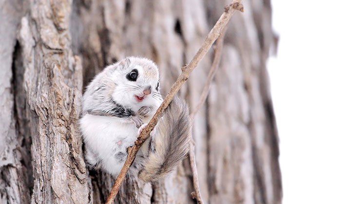 鼯鼠|俄罗斯|种群_新浪新闻