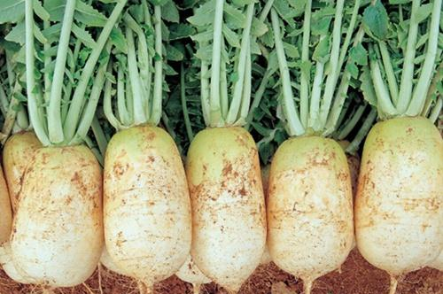 冬天可以不吃肉,但这种蔬菜不能落下,8毛一斤,美称"小人参"