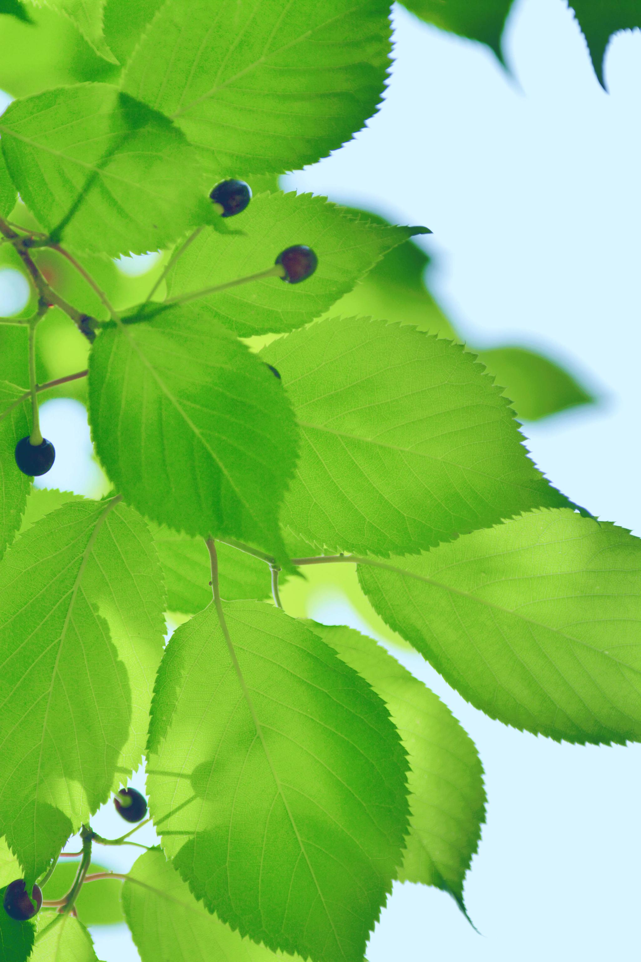 好看的山樱桃叶,原创摄影