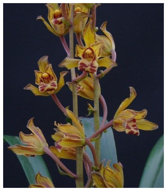 墨兰铭品——金鸟,花型轻灵秀气,香味芬芳迷人,你值得拥有!