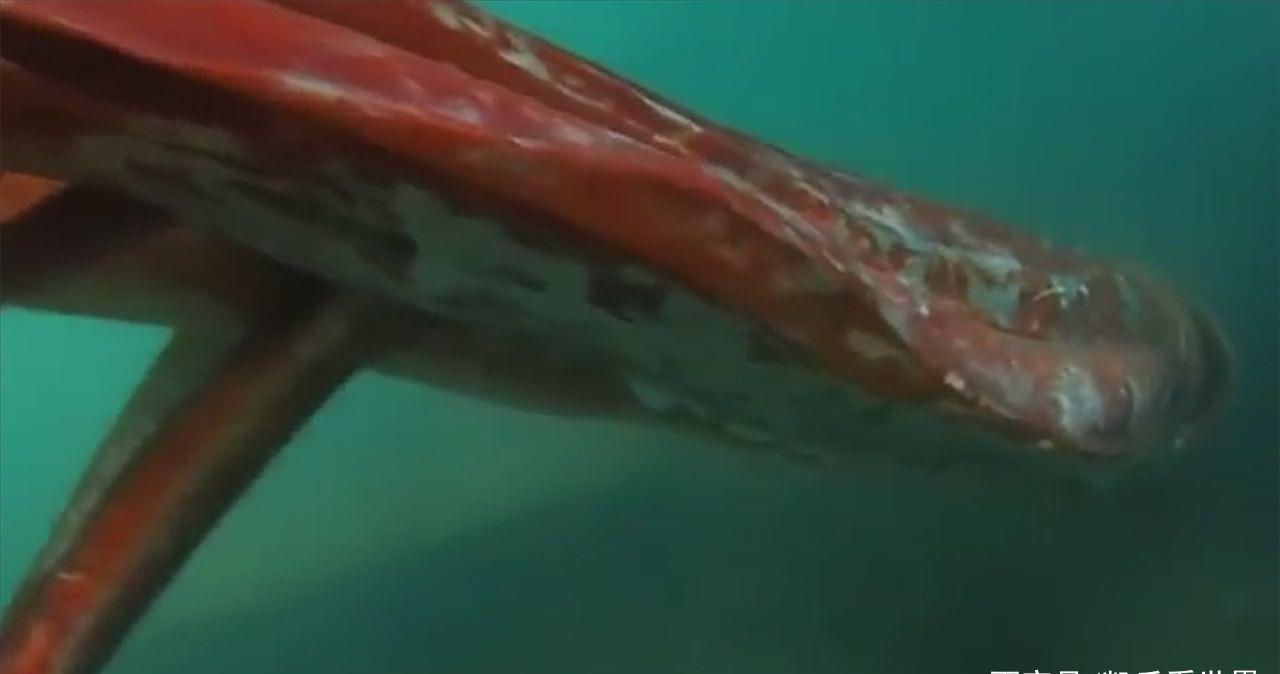 全球最大的鱿鱼身长10多米重达400公斤寿命却仅有450天