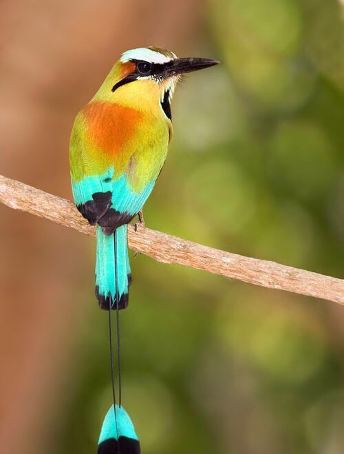 漂亮的鸟儿 大自然的精灵