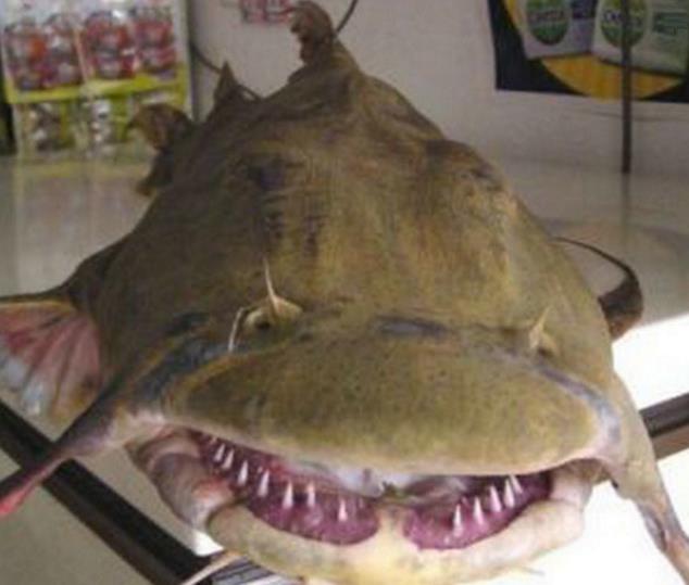 河中现水怪频繁攻击人类抓住之后才知道是此物