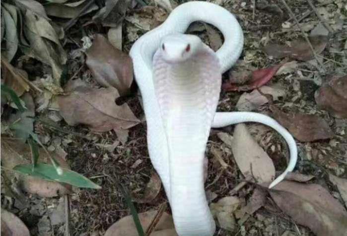 变异舟山眼镜蛇,被称大陆最毒网友:欢迎平头哥来战!