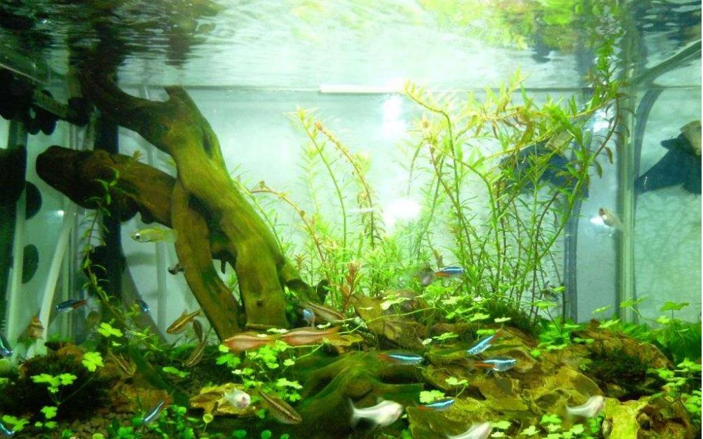 藻类能在类火星环境中繁殖,是否意味着也能在火星上存活?