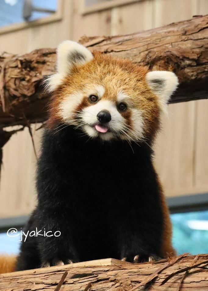 小熊猫吐舌头可不是为卖萌,而是为了散热哦