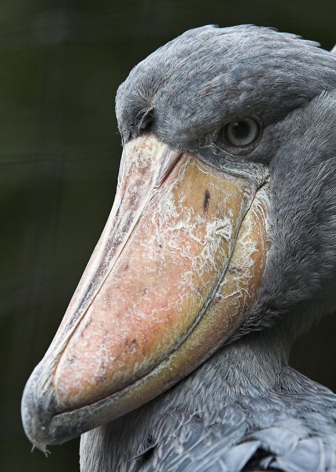 世界上最奇怪的10种鸟类