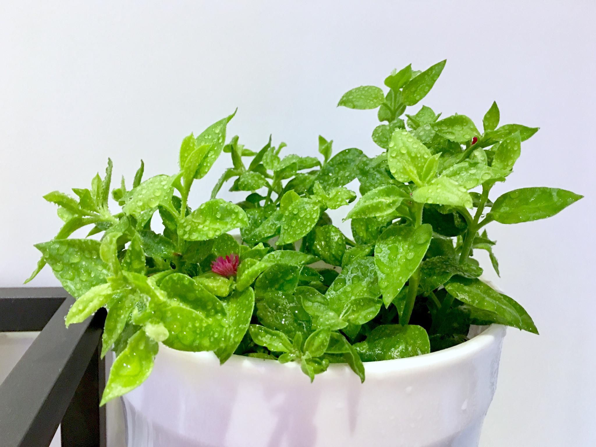 亦赏亦品 心叶日中花(别称:牡丹吊兰,可作蔬菜食用)