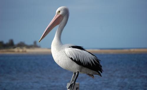 世界上嘴巴最长的鸟,澳大利亚鹈鹕,嘴长可达49厘米!