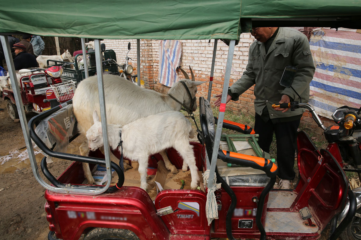 春天集市上的羊交易,要价五六百的小奶羊两三百也卖