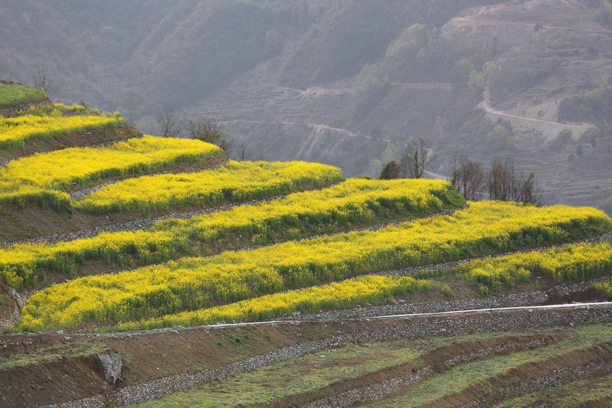 陕南石泉有片鲜为人知的高山油菜花海|高山梯田_新浪新闻