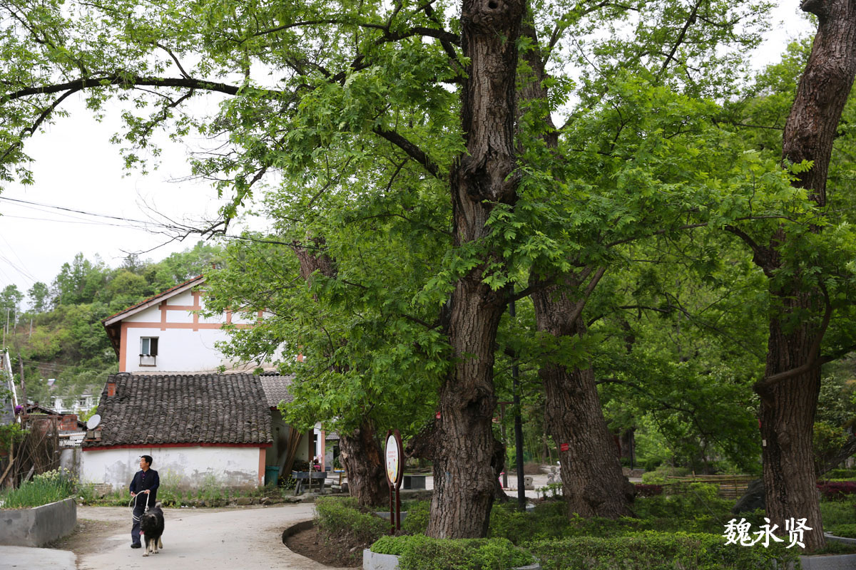 陕南秦岭山村古树成林，村口13棵500余年树龄古树枝繁叶茂|古树|柳树|山村_新浪新闻