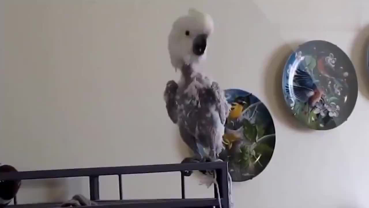 可爱的鹦鹉跟着主人学拼音很标准