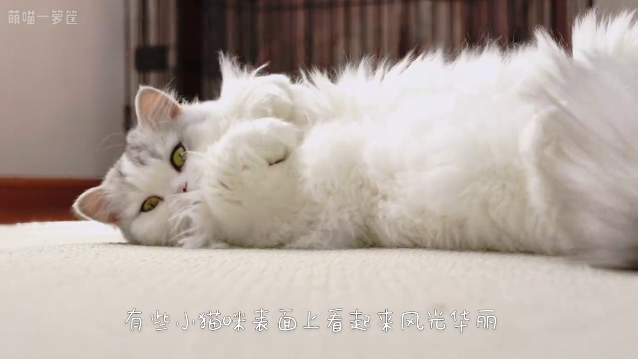 为了给猫剃脚毛,把猫包成了猫猫虫,小猫咪一定恨死我了