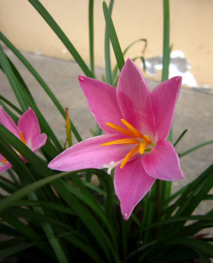 花卉赏认韭兰花