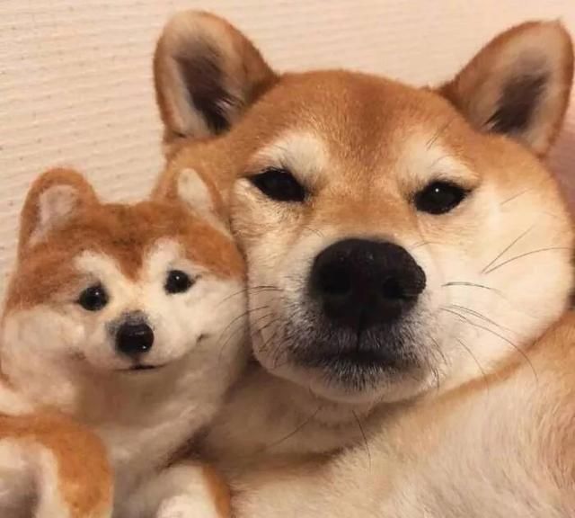 撒一撮腻腻歪歪的狗粮超甜抖音情侣头像总有一款适合你