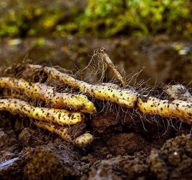 三招鉴别真假垆土铁棍山药