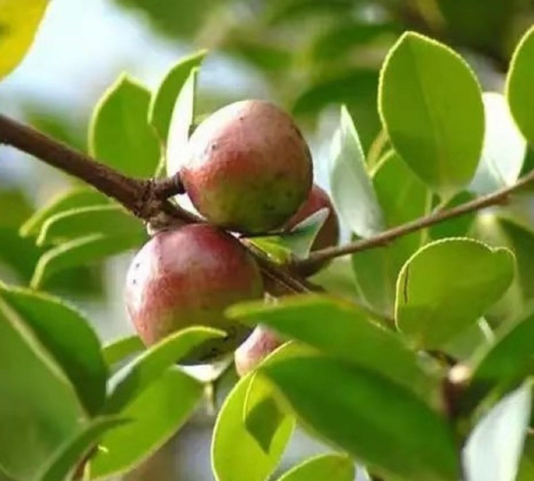 你知道油茶吗?知道怎样分辨山茶油的纯正吗?