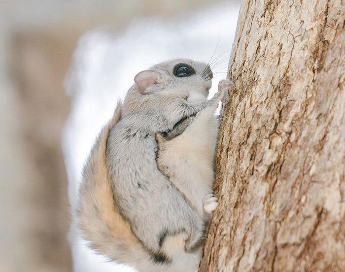 鼯鼠|俄罗斯|种群_新浪新闻