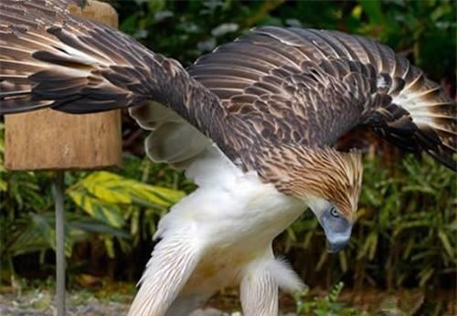 哈斯特|巨鹰|杀人_新浪网