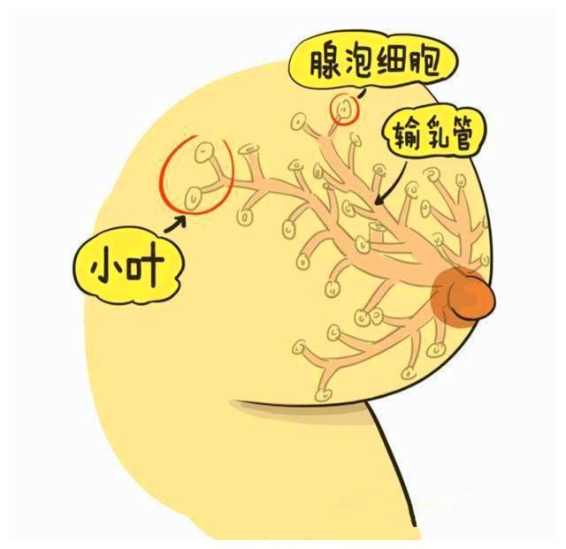 母乳|催产素|乳腺_新浪新闻