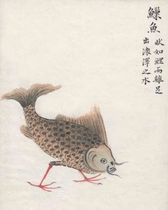 古人笔下山海经里的鱼 人鱼长的像是草鱼 越看越像是一本食谱