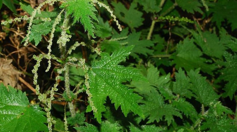 荨麻草(藿麻)的简单介绍