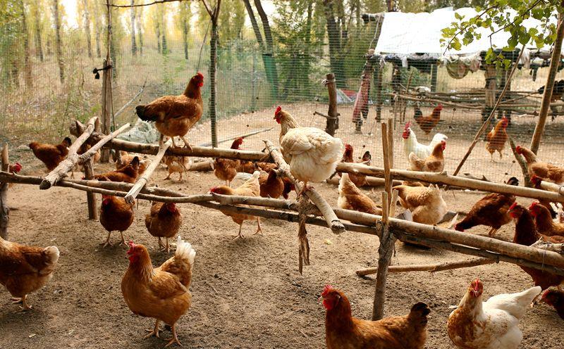 农村养鸡的六大误区,别再怪鸡不产蛋,是你没做对!