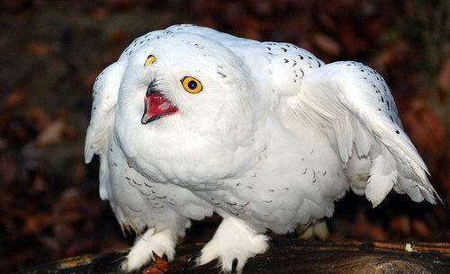 自带表情包的猛禽哈利波特这部作品改变了它在人心目中的印