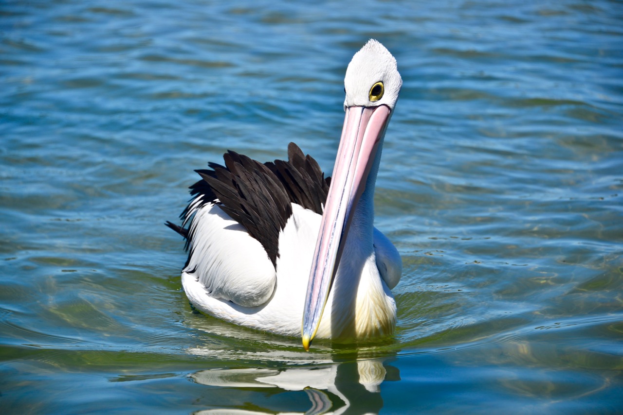 探秘澳洲鹈鹕的栖息繁衍地,那是一片美丽的世外桃源|大嘴鸟|鹈鹕|澳洲
