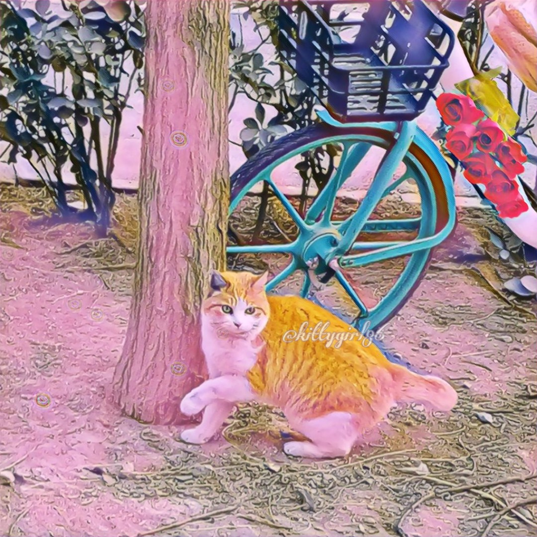 可爱的小橘猫（原创摄影作品）