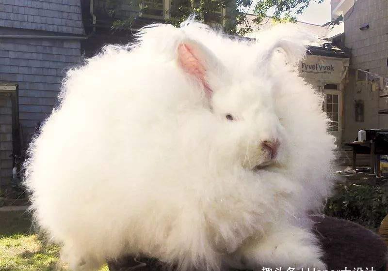 毛发最长的兔子安哥拉兔兔毛长达365厘米