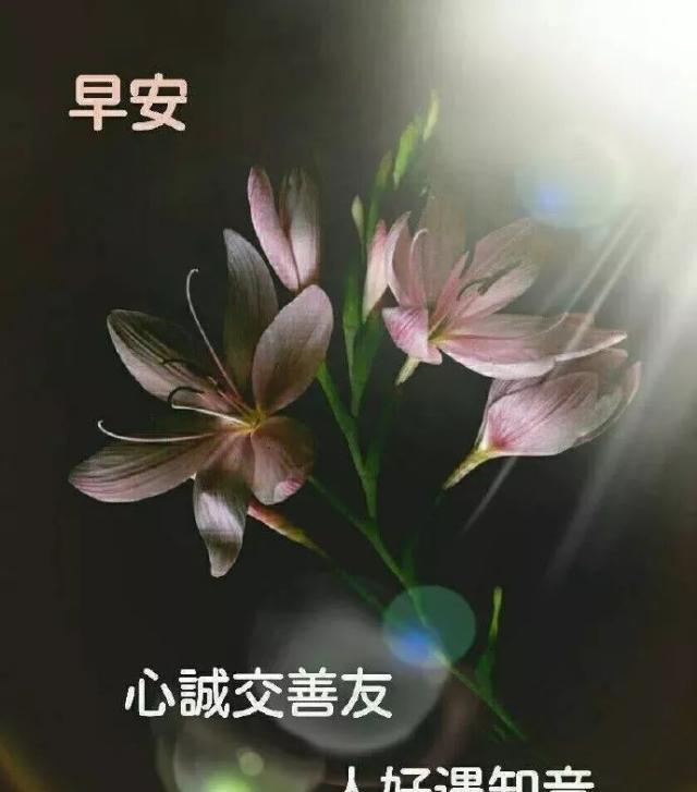 清早送给大家特别温馨的早安心语问候好看的唯美早安祝福表情