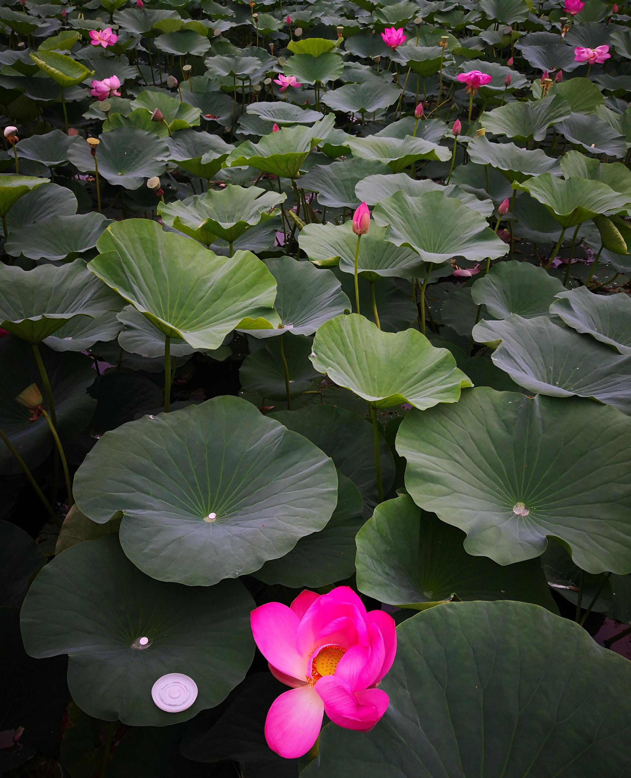 密山市荷香园重新开园迎客_高清图集_新浪网