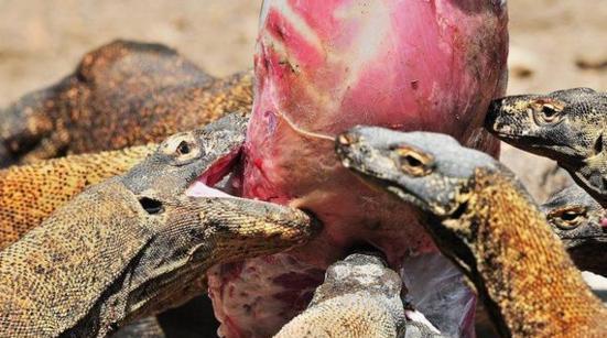 科莫多巨蜥群围攻一只山羊,将其撕扯后连肉带骨都吞下,画面残忍
