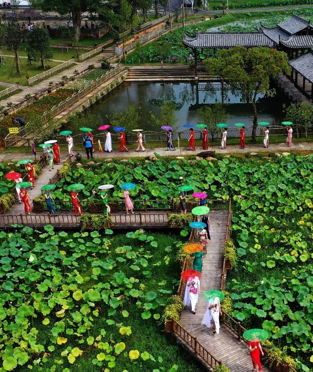 江西上饶:弋阳县畲族家园美,荷塘秀旗袍|水果园|畲族|弋阳县_新浪新闻