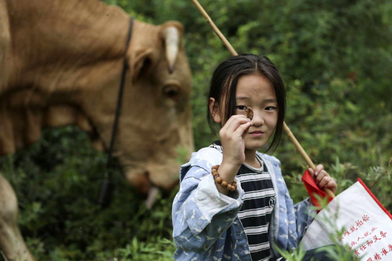 爸爸摔伤妈妈聋哑,9岁女孩跟爷爷上山放牛,捡拾蝉蜕赚生活费