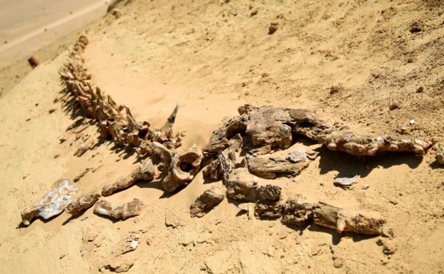 数千条鲸鱼出现在荒漠中,残骸保存完好,有一些还长着"手脚"