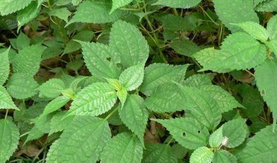 荨麻草（藿麻）的简单介绍