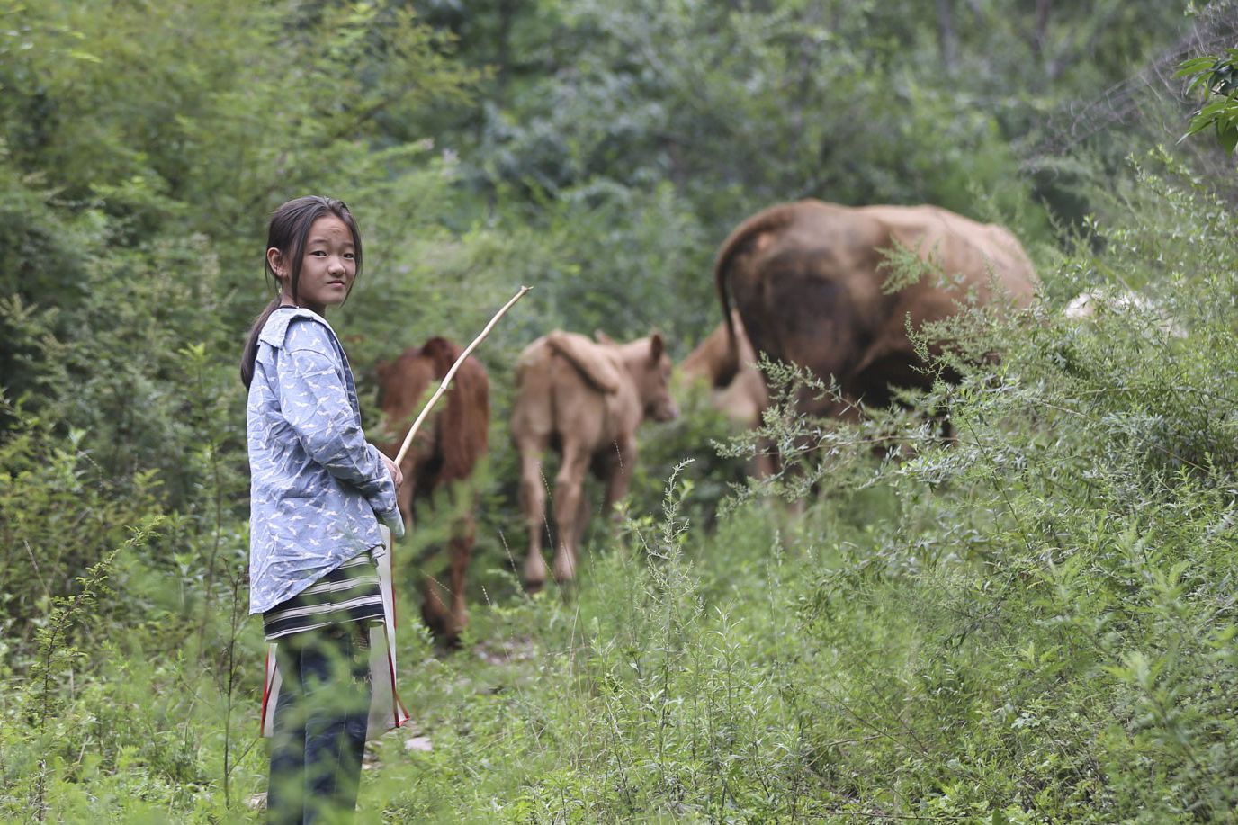 爸爸摔伤妈妈聋哑,9岁女孩跟爷爷上山放牛,捡拾蝉蜕赚生活费