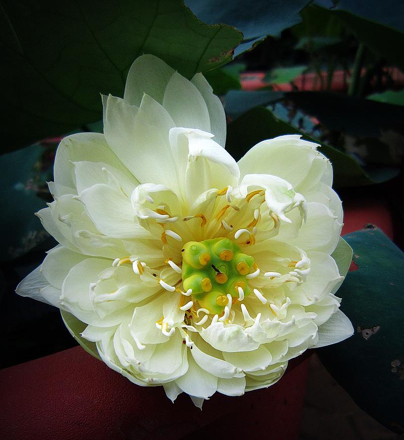 此花出淤泥而不染,花色艳丽,花型漂亮,适合家庭养护和观赏|碗莲|花色