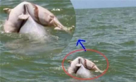 游客海上发现白色"水怪",船只靠近看清后,大家都感动流泪