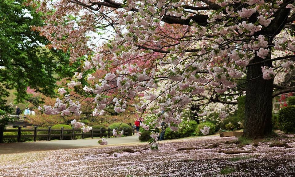 梦幻至极的新宿御苑 是东京著名的赏樱景点