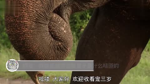 水中的鳄鱼突然攻击正在过河的大象！大象鼻子差点被咬掉！